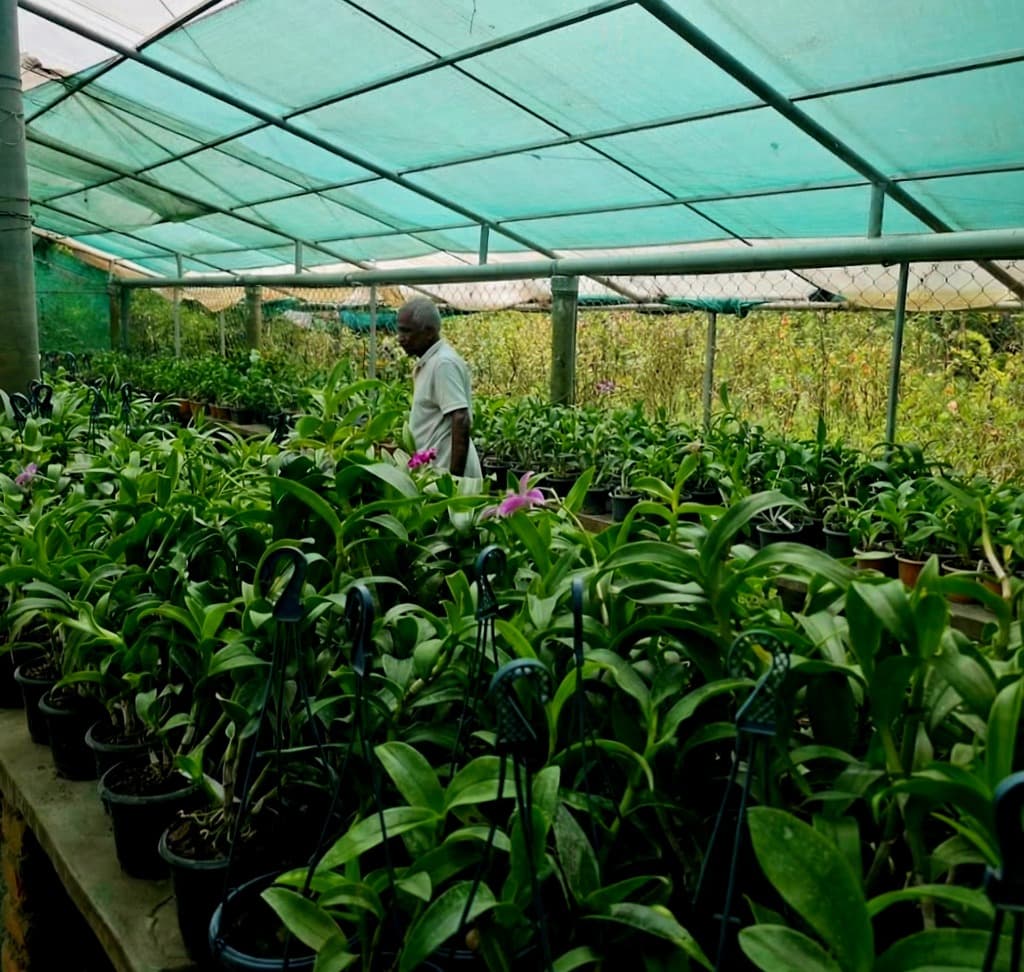 Lush green nursery interior